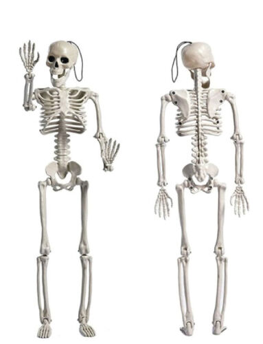 Halloween İskelet 165 cm - 1