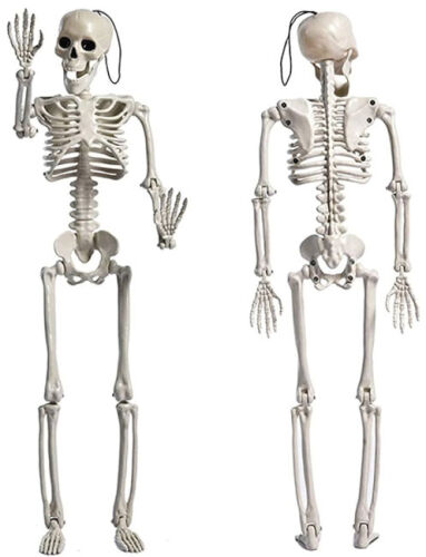 Halloween İskelet 185 cm - 