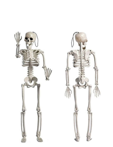 Halloween İskelet 70 cm - 1